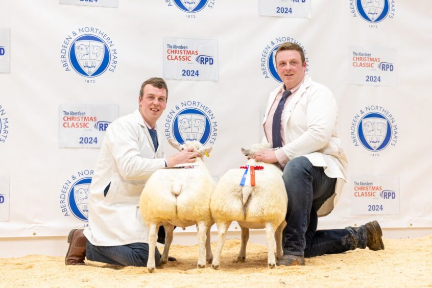 The prime sheep show champion lambs.