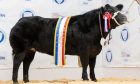 The Aberdeen Christmas Classic overall cattle champion