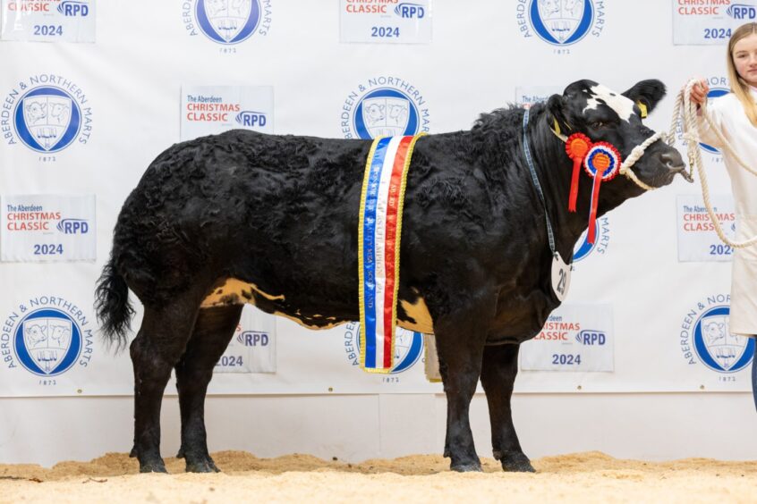 The Aberdeen Christmas Classic butcher's champion