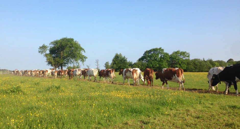 Mossgiel Farm cows.