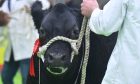 Cattle hopeful at the Aberdeen Christmas Classic