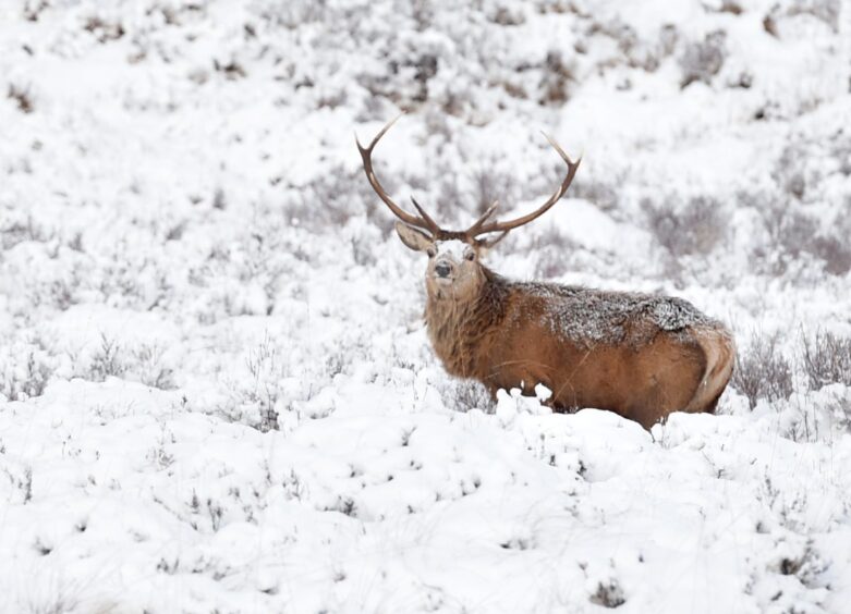 Snow has been forecast by the Met Office