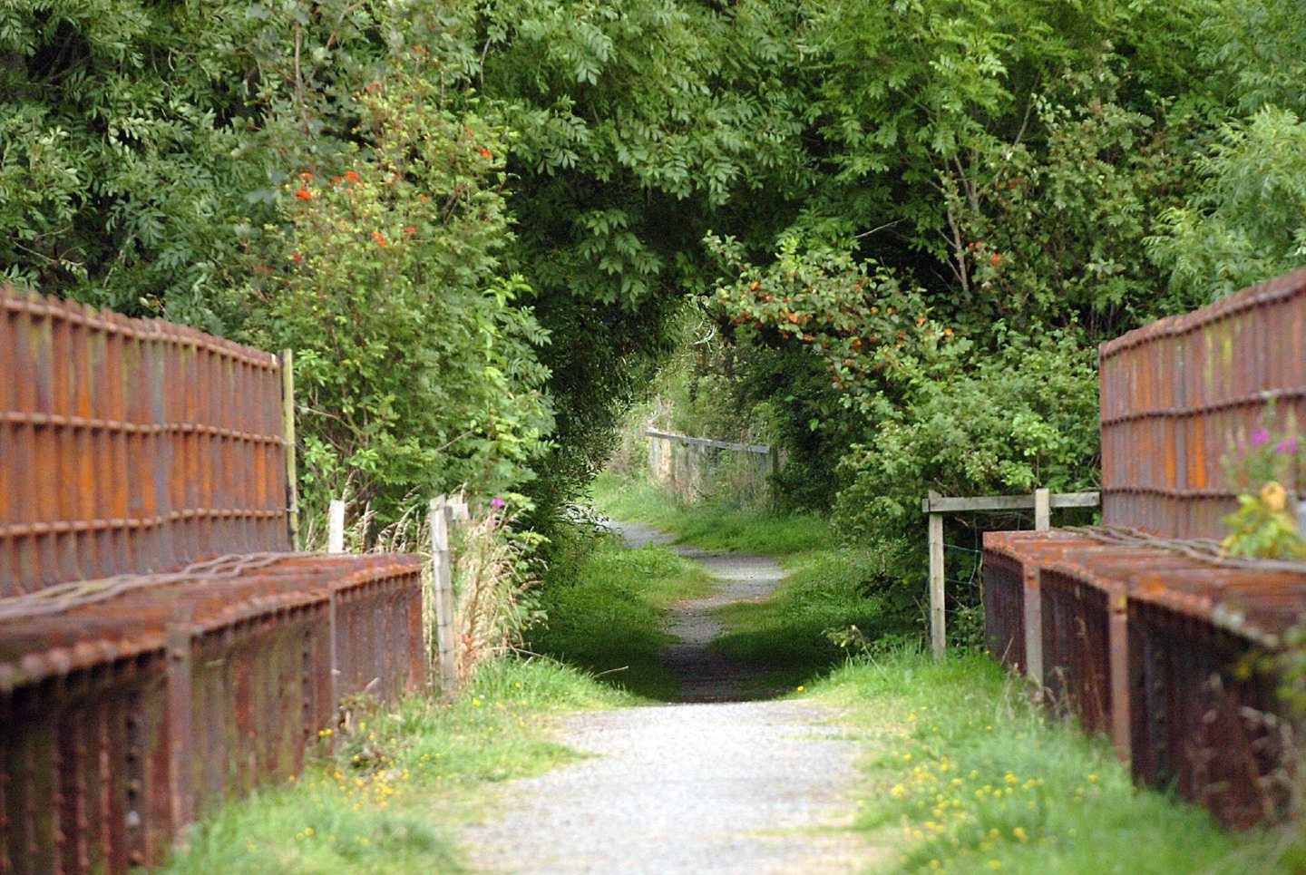 A picturesque pathway under a canopy of trees along a section of the Formartine and Buchan Way former railway line. 