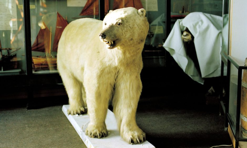 The museum's famous polar bear will be making the move to the new £20 million museum. Image: Snæbjörnsdóttir / Wilson