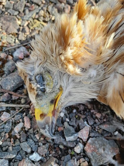 Red Kite 