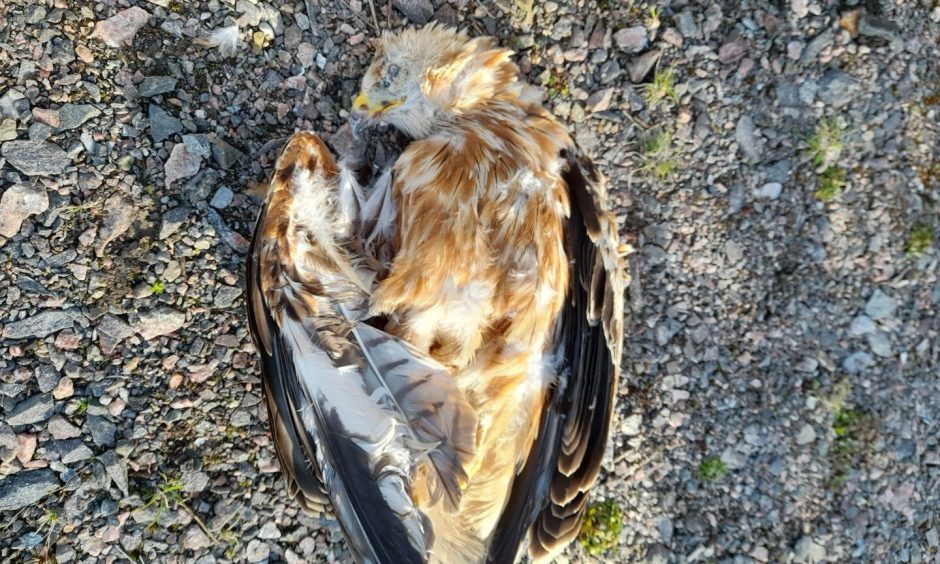 Bird of prey had 'agonising' death after ingesting banned pesticide
