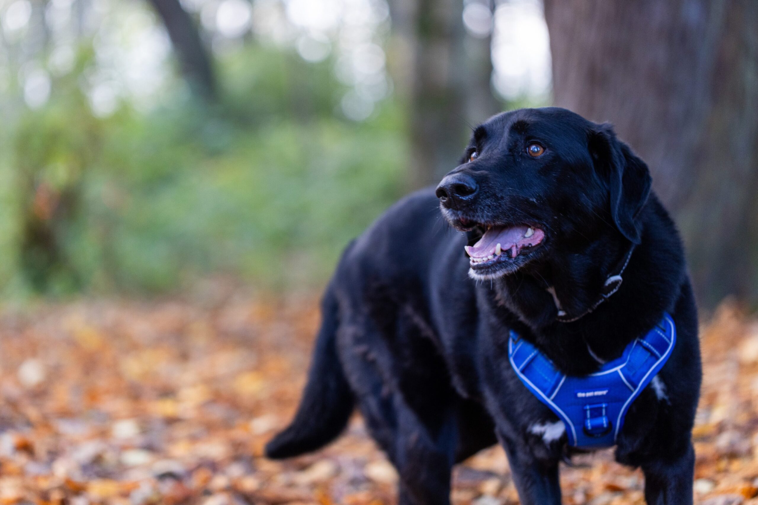 Thor Hannah Souter's dog from Banff at Duff House. 