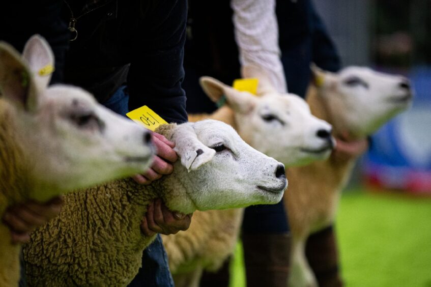 Sheep at the 2021 Christmas Classic at Thainstone. 