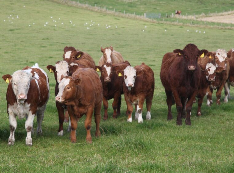 Orkney cattle.