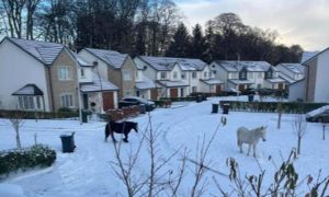 Horses on the loose near Hazlehead. Image: Fubar News