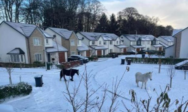 Horses on the loose near Hazlehead. Image: Fubar News