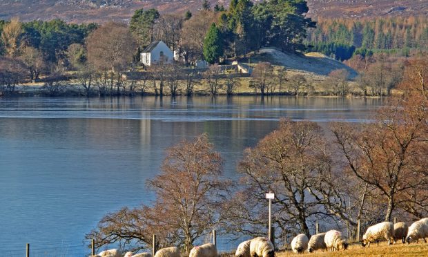 Winter sunshine on Loch Alvie near Aviemore. Image: Judith McIntyre, Fochabers.