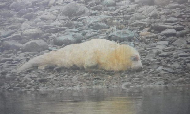 Staff say the pup has "every chance of surviving". Image: Ythan Seal Watch