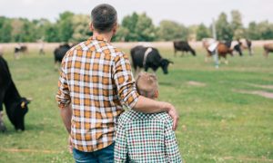 Back view of father and son standing together and looking at cows grazing on farm;