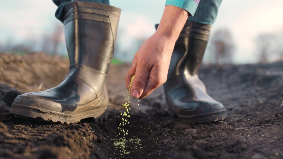 Farmer's hands planting seeds.