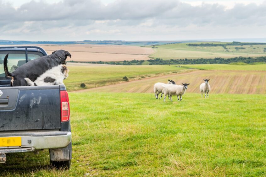 Pickup truck on farm.