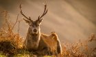 Red deer in the Highlands