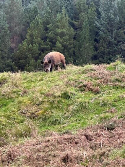 Wild Boar in the Highlands 