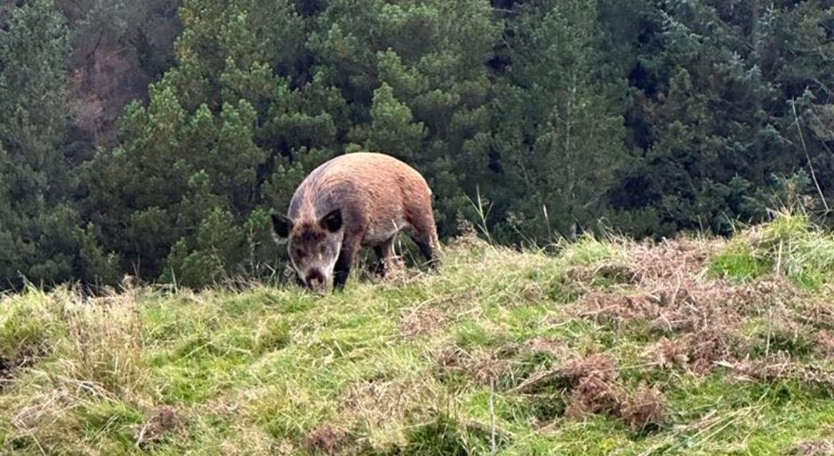 Wild Boar in the Highlands