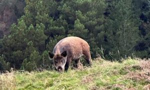 Wild Boar in the Highlands