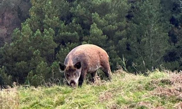 Wild Boar in the Highlands