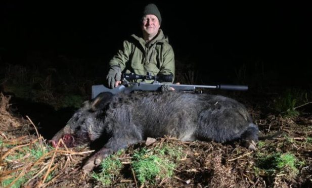 Wild Boar in the Great Glen