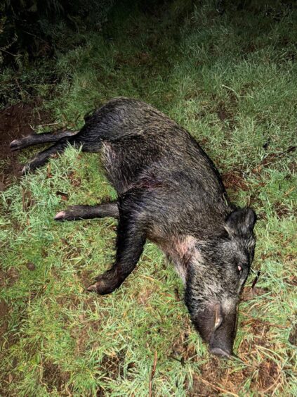 Wild Boar in the Great Glen