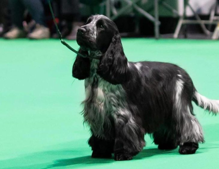 Travis the cocker spaniel looking smart and well groomed at a show