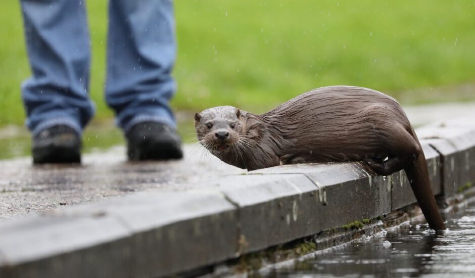 Cooper the Otter next to pond. 