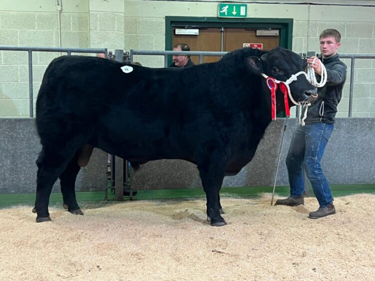 The champion Aberdeen-Angus in Orkney