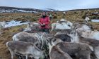 Herder Cassie Screen shares what it's like working with free-roaming Cairngorm reindeer. Image: Cairngorm Reindeer