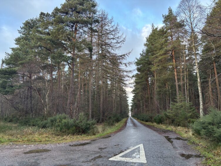 a road running through a forest on mile 2 of the Croy 10k