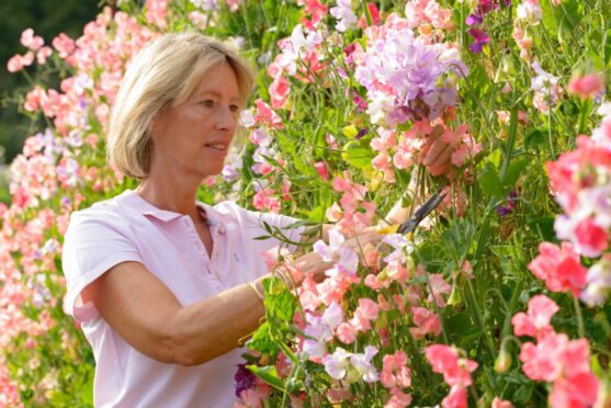 Zara Gordon Lennox in the Walled Garden at Gordon Castle. Image: Emma Newlands