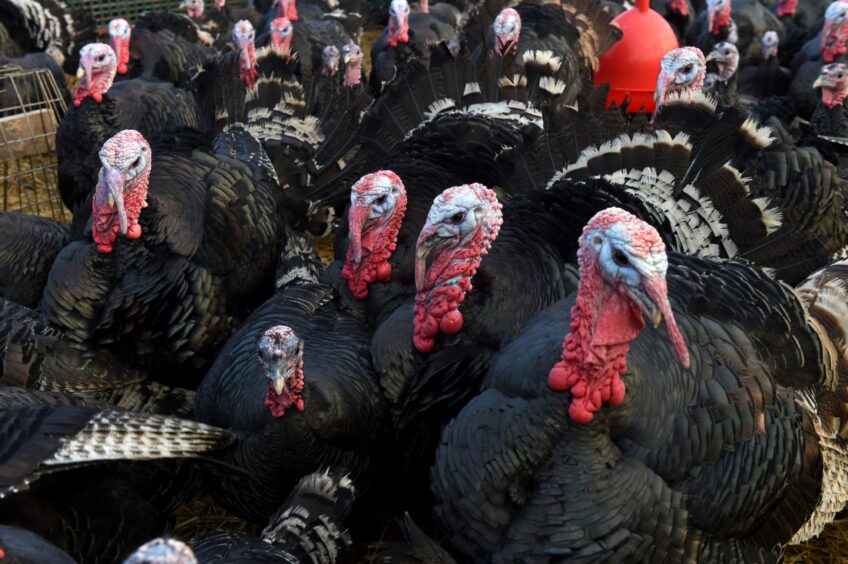 Ledmacoy turkeys at the rearing stage.