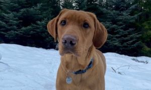 Brown four-year-old Labrador Harvey pictured in the snow.