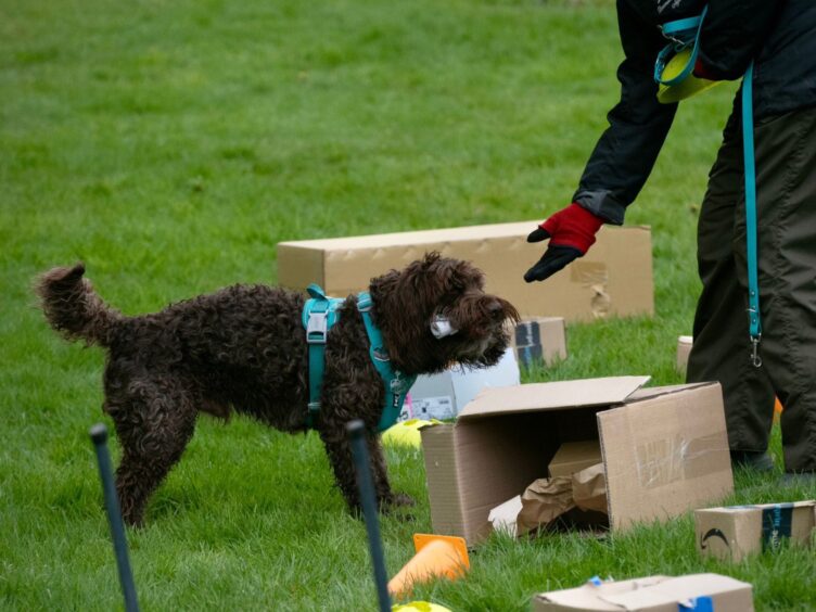 A small black curly-haired dog finds something in a box on the grass while taking part in scent sport mantrailing. 