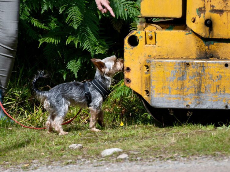 A Yorkshire Terrier-type dog sniffs a vehicle while mantrailing - looking for a pretend missing person. 