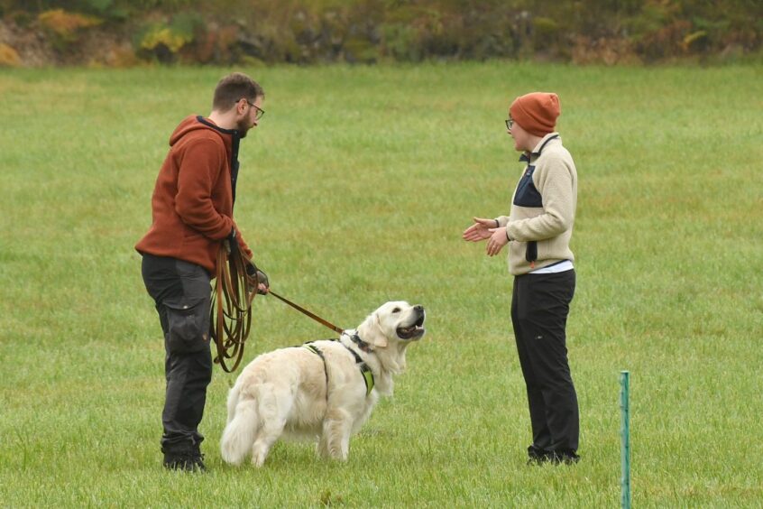 Megan working in the field with a golden retriever.