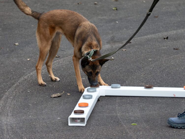 An Alsation-type dog sniffs different containers placed on the ground.