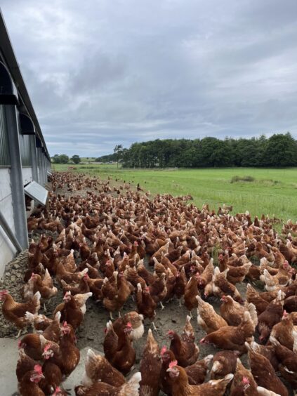 Hens next to shed.