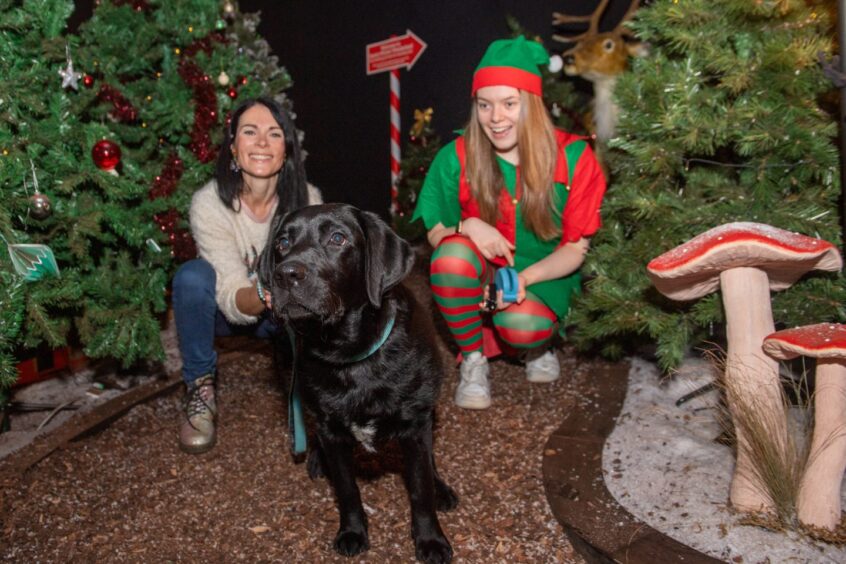 Gayle and Labrador puppy Dante meet an elf in the festive forest. Image: Kath Flannery.