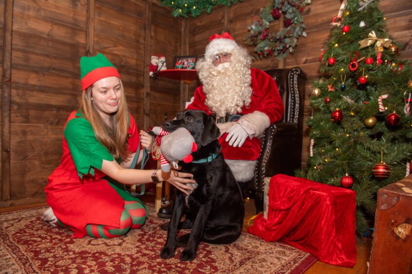 Labrador puppy Dante with his toy gifted from Santa. Image: Kath Flannery/DC Thomson.