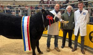 The Caithness Christmas Show champion from GW Begg, of Nybster