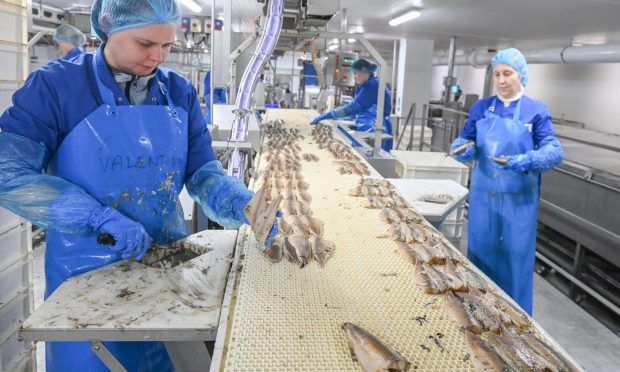 A production line for gutting fish at International Fish Canners, Fraserburgh.
Image: Paul Glendell / DC Thomson