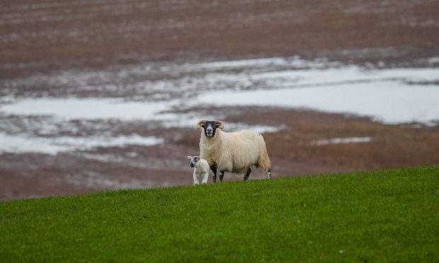 Sheep in waterlogged field near Perth