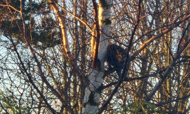 The image of the cat in the tree that has been described as "striking" by a wildlife expert. Image: Isla Mary Catriona Cameron/Scotland's Scenery/Facebook.