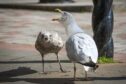 Seagulls are 'guilty' of irritating staff at courts across the north of Scotland. Image: Mhairi Edwards/DC Thomson