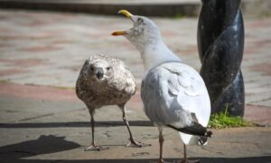 Seagulls are 'guilty' of irritating staff at courts across the north of Scotland. Image: Mhairi Edwards/DC Thomson