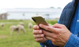 Farmer looking at his mobile phone