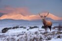 A stag in a Scottish winter Highland landscape